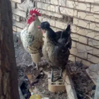 مرغ و خروس