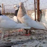 ۱۰ تا بهبهونی ۸ تا تهرونی (فسا)
