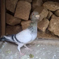 کفتر،کبوتر سبز نر سرکله دار|پرنده|چناران, |دیوار