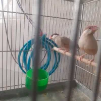 فنچ نرگسی شکلاتی