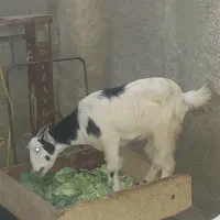 کهره جوان آوست