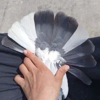 دمگیر گمشده|حیوانات|اصفهان, قائمیه|دیوار