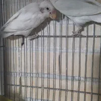 طوطی کوتوله