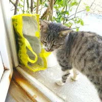 گربه وابسته و بی ازار