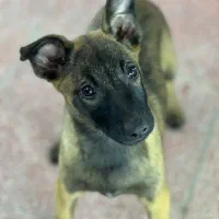 واگذاری سگ‌ مالینویز|سگ|پره‌سر, |دیوار