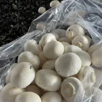 قارچ لوکس سفت