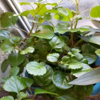 گل طبیعی|گل و گیاه طبیعی|هرسین, |دیوار