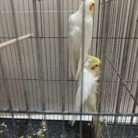 پرنده|پرنده|گرگان, |دیوار