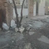 مرغ سلطان اصل چهار عدد