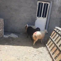 سه راس بره‌ماده‌داشتی دونی‌۱۷۵۰۰