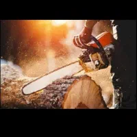 خرید چوب با قیمت بالا و نقد