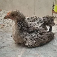 جوجه
