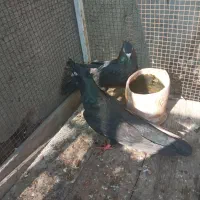 سیا چشم چنگ سفید جفت نر