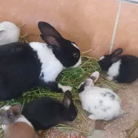 خرگوش|موش و خرگوش|بهبهان, |دیوار