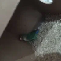 پرندگان عروس هلندی،طوطی برزیلی ومرغ عشق پروانی|پرنده|سلماس, |دیوار