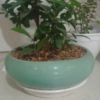 گیاه بنسای|گل و گیاه طبیعی|مشهد, شهرک امام هادی (شهرک غرب)|دیوار