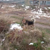 ژرمن یک ملیون|سگ|قائمشهر, |دیوار