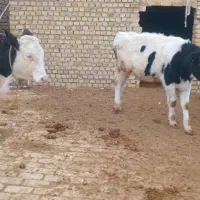 گوساله نرسیمینتال|حیوانات مزرعه|رامند, |دیوار