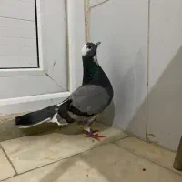 کفتر .کبوتر .معاوضه