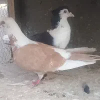 کفتر یا کبوتر