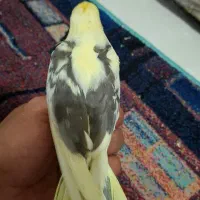 عروس هلندی نر و جوجه ش|پرنده|تربت‌حیدریه, رضاشهر|دیوار