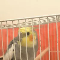 عروس هلندی خاکستری