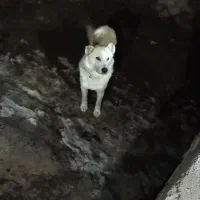 سگ نر|سگ|مشگین شهر, |دیوار