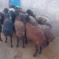 گوسفند ابستن شیشک و میش