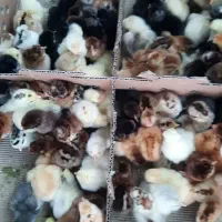 مجتمع کامل طیورتهران اردک جوجه محلی   رنگی گوشتی