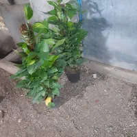 انواع گلهای اپارتمانی درگلخانه مصطفی