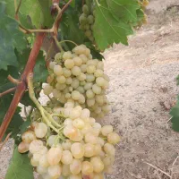 خدمات کشاورزی و باغبانی