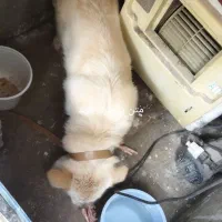 سگ گمشده