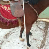 اسب مادیان|اسب و تجهیزات اسب‌سواری|کرج, چمران|دیوار