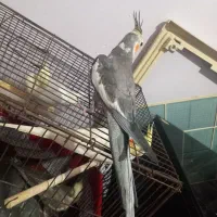 عروس هلندی نر نیمه دستی