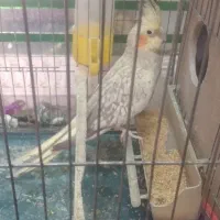 جفت طوطی عروس هلندی