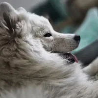 سامویید اساله تا ۳ ساله