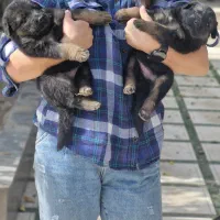 توله ژرمن شپرد اصیل.واکسن و انگل تراپی شده|سگ|مشهد, هنرستان|دیوار