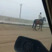 اسب قد بلند