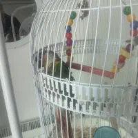 گرینچیک نر سالم و سرحال|پرنده|فردوس (خراسان), |دیوار