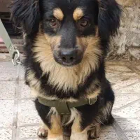 سگ نژاددارپاکوتاه پشمالو