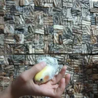 عرو س هلندی