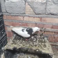 کبوتر گرفتنی|پرنده|بستان آباد, |دیوار