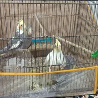 عروس هلندی