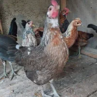 مرغ و خروس لری اصیل جوان