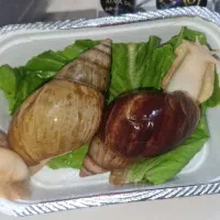 حلزون آچاتینا