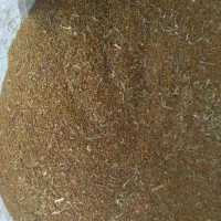 بذر یونجه