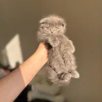 گربه اسکاتیش بلو دوماهه