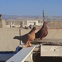 بیرجفت لوطی ساری قرمز دوامدا اوچان