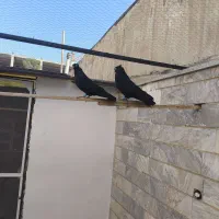 زاغ آبادانی اصیل واکسی|پرنده|شاهینشهر, فردوسی|دیوار