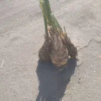 فسیل کلوته دونی ۴۰۰ درب منزل